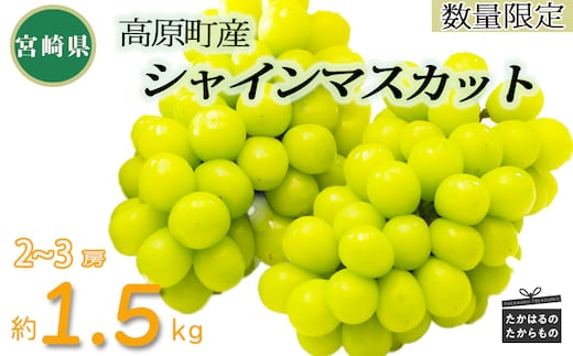 【数量限定・先行受付】久保ぶどう園のシャインマスカット1.5kg（2~3房） TF0780-P00005