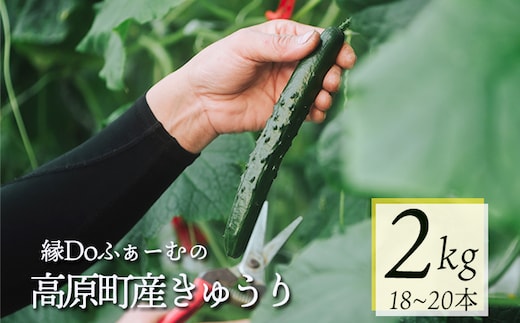 縁Doふぁーむのきゅうり2kg TF0905-P00082
