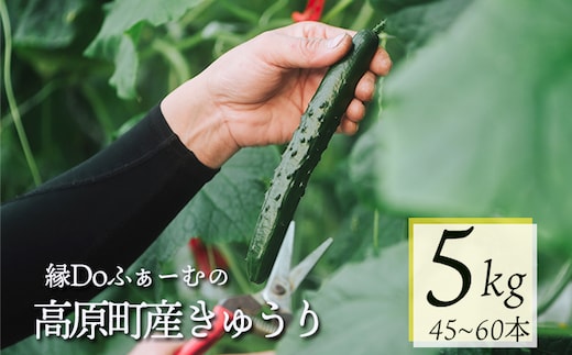 縁Doふぁーむのきゅうり5kg TF0906-P00082