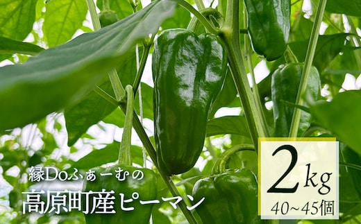 宮崎県高原町産ピーマン2kg（約40～45個） TF0919ｰP00082