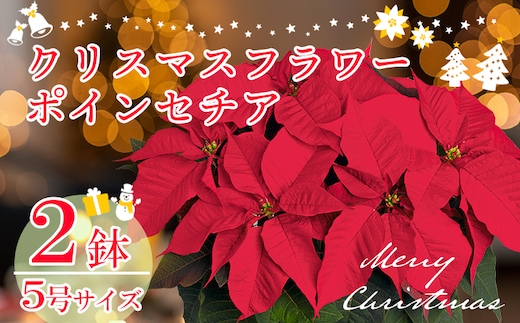 【先行受付】 クリスマスフラワー ポインセチア 2鉢セット 5号サイズ TF0920-P00024