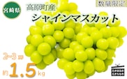 【数量限定・先行受付】久保ぶどう園のシャインマスカット1.5kg（2~3房）  TF0780-P00005
