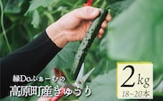 縁Doふぁーむのきゅうり2kg　TF0905-P00082
