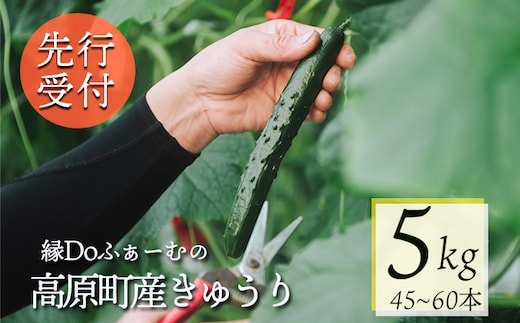 【先行受付10月収穫分】縁Doふぁーむのきゅうり5kg TF0906-P00082