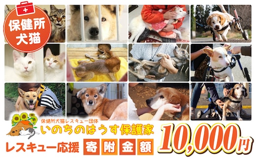 保健所犬猫レスキュー【返礼品なしのご寄附】_kn101-002