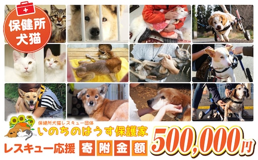 保健所犬猫レスキュー【返礼品なしのご寄附】_kn101-006