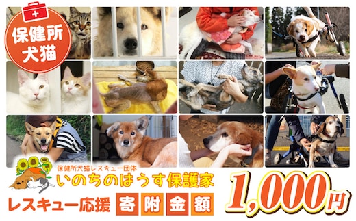 保健所犬猫レスキュー【返礼品なしのご寄附】_kn101-008