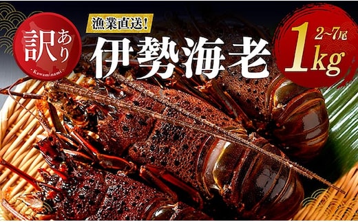 【訳あり！】【漁協直送！】冷凍伊勢海老1kg（2～7尾） 【 伊勢海老 イセエビ 訳あり 魚介 】 [B01708]