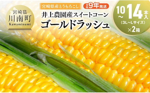 【令和9年発送】井上農園産スイートコーン(ゴールドラッシュ)10本~14本入×2箱 【 トウモロコシ スィートコーン 2027年発送 先行予約 数量限定 期間限定 】 [B03902]
