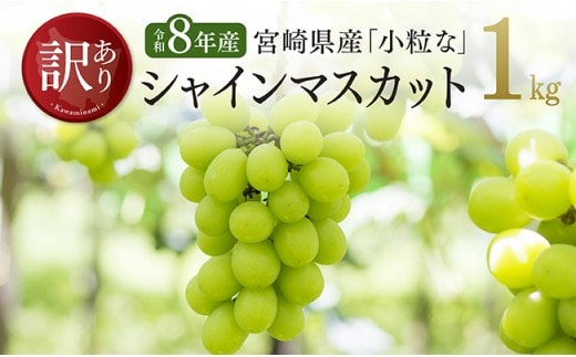 【令和8年産】【訳あり】宮崎県産 小粒なシャインマスカット1kg 【 ぶどう 果物 葡萄 フルーツ ブドウ デザート 川南町産 数量限定 期間限定 】 [B03401]