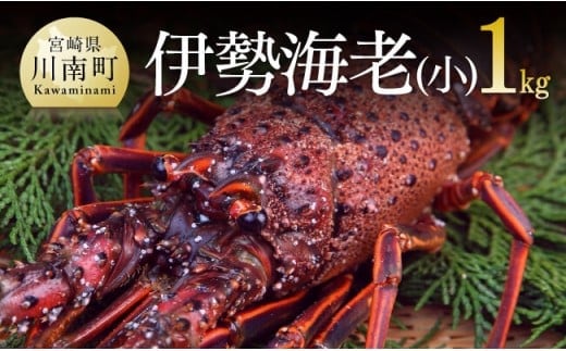 【担当者厳選！】伊勢海老(小)1kg（5～9尾） 【 伊勢えび 魚介類 いせえび 海産物 宮崎県産 国産 】［B04401］