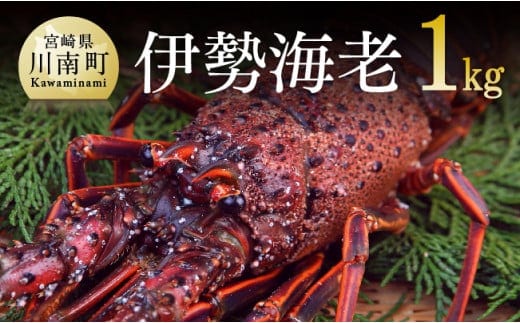 【担当者厳選！】伊勢海老1kg（2～5尾） 【 伊勢えび 魚介類 いせえび 海産物 宮崎県産 国産 】［B04402］