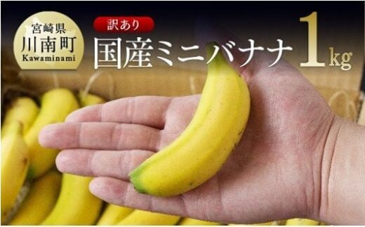 《訳あり》 国産 ミニバナナ １ｋｇ 【 果物 くだもの フルーツ 】 宮崎県川南町 [F5801]