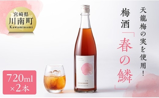天龍梅の実を使用！オリジナル梅酒「春の鱗」（720ml×2本）【 お酒 アルコール 酒 梅酒 】[F5603]