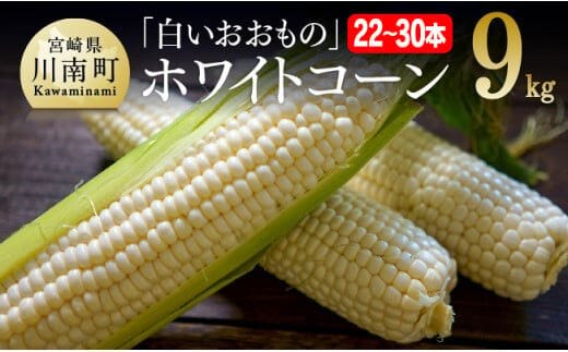 【令和8年発送】政岡さんちのスイートコーン「白いおおもの（ホワイトコーン）」9kg 【 先行予約 数量限定 期間限定 とうもろこし スイートコーン 2026年発送 先行受付 宮崎県産 九州産 】 [C06506]