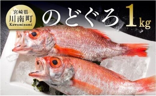 川谷水産厳選！ のどぐろ ( アカムツ ) 約１ｋｇ 【 魚介類 鮮魚 魚 ノドグロ 】 宮崎県川南町 [D04407]