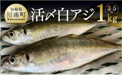 日向灘獲れ！活〆 「 白アジ 」 １kg 【 魚介類 鮮魚 魚 鯵 アジ 】 [C04406]