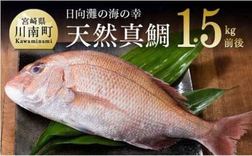 『日向灘の海の幸』 天然真鯛 （活き締め） 【 魚介類 鮮魚 魚 鯛 タイ 】 [H1706]