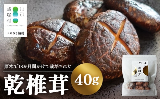 乾椎茸 40g×1P｜乾燥椎茸 椎茸 しいたけ 干ししいたけ 原木椎茸 きのこ 山菜 希少 どんこ 肉厚 高級 常温 お試し パック 一般社団法人ツーリズム高千穂郷 宮崎県 諸塚村 TR-03