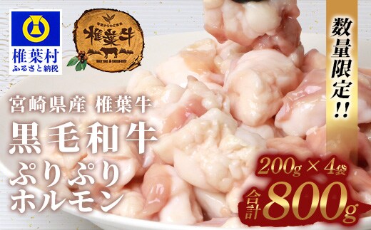宮崎県産 椎葉牛 ぷりぷりホルモン（小腸）もつ鍋・焼肉用 200g×4P（800g） TK-82