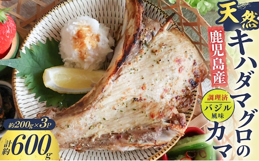 鹿児島産 天然 キハダマグロのカマ約200g×3P 調理済 （バジル風味） K100-012_01