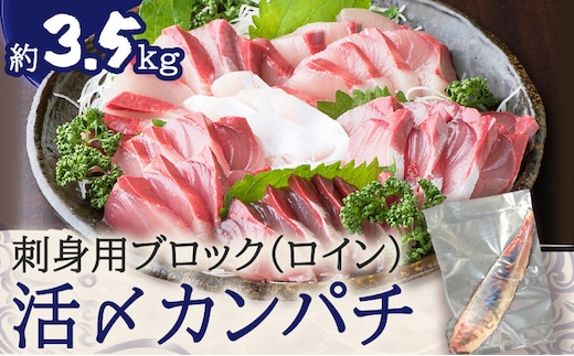 鹿児島県産カンパチ 約3.5kg 刺身用ブロック（ロイン） 活〆※真空包装 K294-003_03