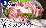 鹿児島県産カンパチ 約3.5kg 一本丸ごと（セミドレス）活〆　K294-003_01