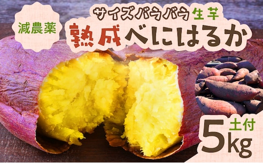 サイズバラバラ熟成べにはるか（生芋）土付き 5kg K270-001