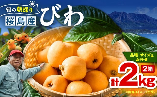 旬の朝採り！ 鹿児島 桜島産びわ 2箱（秀品） K343-001_02