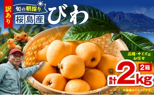 旬の朝採り！ 鹿児島 桜島産びわ 2箱（訳あり品） K343-002_02