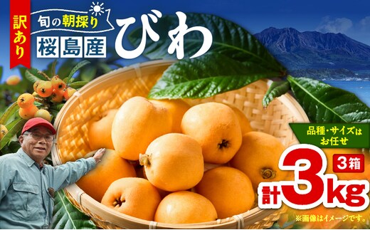 旬の朝採り！ 鹿児島 桜島産びわ 3箱（訳あり品） K343-002_03