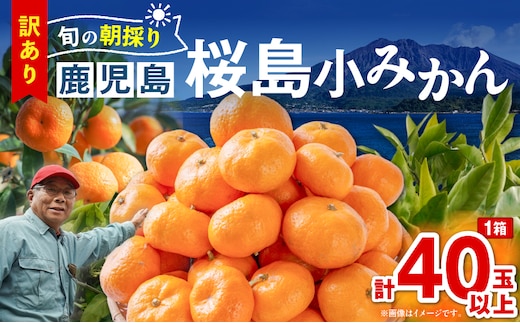 【訳あり品】旬の朝採り！鹿児島桜島小みかん 1箱 K343-003