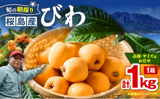 旬の朝採り！ 鹿児島 桜島産びわ 1箱（秀品） K343-001