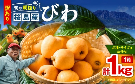 旬の朝採り！ 鹿児島 桜島産びわ 1箱（訳あり品） K343-002