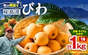 旬の朝採り！ 鹿児島 桜島産びわ 1箱（秀品）　K343-001