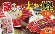 【訳あり】大きい!!!サイズの炭火焼鰹タタキ&さしみ　A0-35【1508875】_ かつお カツオ 鰹 カツオ 刺身 一本釣り 魚介 魚 産直 産地直送 国産 鹿児島 枕崎