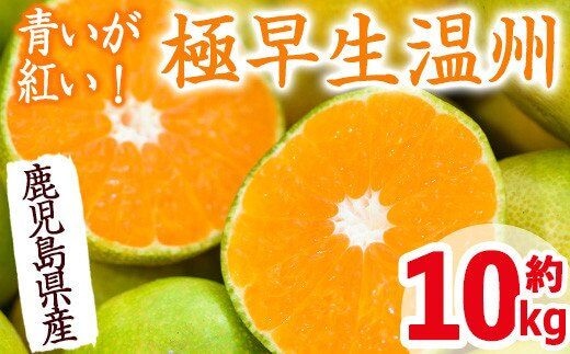 i093 ＜先行予約受付中！2026年9月以降順次発送予定＞ 鹿児島県産！ 極早生温州みかん(10kg) 温州みかん みかん 10kg 柑橘 種果物 くだもの フルーツ オレンジ 旬 国産 【JA鹿児島いずみ(果実課)】