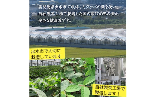 i184 ＜国内産100%＞出水農産グァバ茶 快然王(30包×4袋)グァバ葉のポリフェノールそのままに！ノンカフェインだから子供から大人まで！ お茶 茶 国産 グァバ葉 ティーパック ノンカフェイン ポリフェノール 血糖値 コレステロール【出水酒造 izumi-syuzou】
