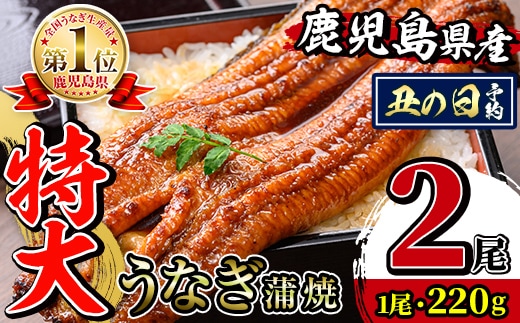 i1078-A-us 【2026年丑の日までに配送】＼特大サイズ／鹿児島県産 うなぎ蒲焼 2尾（約220g×2・計約440g） たれ 山椒付きうなぎ 鰻 ウナギ 特大 特大サイズ 約220g 蒲焼き 国産 鹿児島県産 焼きたて 生産量日本一 真空パック おかず 晩御飯 特別な日 土用の丑の日 【薩摩川内鰻】