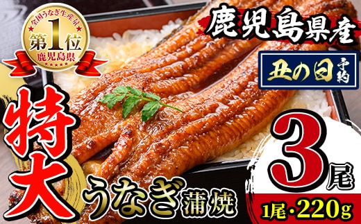 i1078-B-us 【2026年丑の日までに配送】＼特大サイズ／鹿児島県産 うなぎ蒲焼 3尾（約220g×3・計約660g） たれ 山椒付きうなぎ 鰻 ウナギ 特大 特大サイズ 約220g 蒲焼き 国産 鹿児島県産 焼きたて 生産量日本一 真空パック おかず 晩御飯 特別な日 土用の丑の日 【薩摩川内鰻】