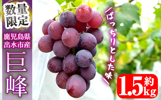 i1168 ≪数量・期間限定≫巨峰 (計約1.5kg) 国産 鹿児島 出水市 ぶどう ブドウ 果物 くだもの 巨峰 葡萄 旬 歯ごたえ 冷蔵 フルーツ グレープ 【山門ぶどう園】