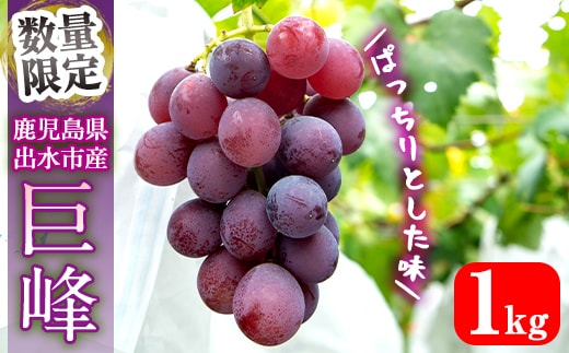i1169 ≪数量・期間限定≫巨峰 (計約1kg) 国産 鹿児島 出水市 ぶどう ブドウ 果物 くだもの 巨峰 葡萄 旬 歯ごたえ 冷蔵 フルーツ グレープ 【山門ぶどう園】