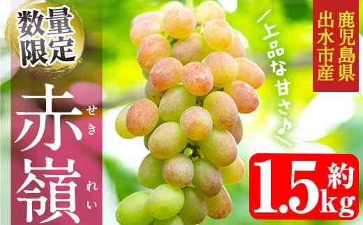 i213 【年内発送】≪数量・期間限定≫赤嶺(セキレイ) (計約1.5kg) ぶどう グレープ 果物 くだもの フルーツ 葡萄 旬 糖度 上品な甘さ 歯ごたえ 冷蔵 【山門ぶどう園】