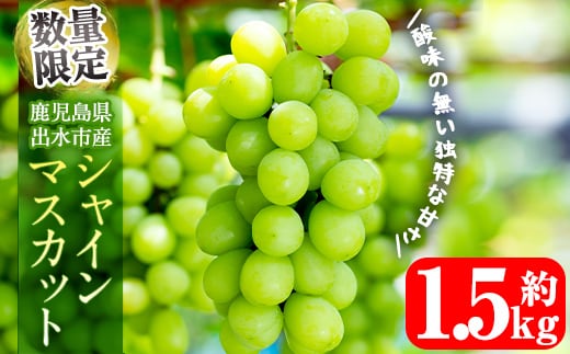 i214 ≪数量・期間限定≫シャインマスカット (計約1.5kg) 国産 鹿児島 出水市 ぶどう ブドウ 果物 くだもの フルーツ シャインマスカット マスカット 葡萄 旬 種なし 旬 歯ごたえ 冷蔵 【山門ぶどう園】