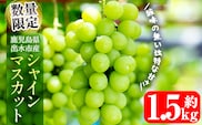 i214 ≪数量・期間限定≫シャインマスカット (計約1.5kg) 国産 鹿児島 出水市 ぶどう ブドウ 果物 くだもの フルーツ シャインマスカット マスカット 葡萄 旬 種なし 旬 歯ごたえ 冷蔵 【山門ぶどう園】