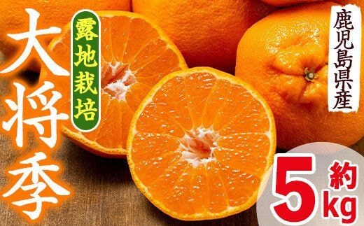 i523 ≪先行予約受付中！2026年3月上旬より順次発送予定≫鹿児島県出水市特産！＜露地栽培＞大将季(約5kg・18～20玉) 大将季 柑橘 くだもの 鹿児島県 みかん フルーツ 旬 露地栽場 【JA鹿児島いずみ(果実課)】