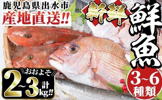 i580 出水の鮮魚おためしBOX(約2～3kg程度・3～6種類) 魚 鮮魚 鹿児島県 出水近海 お寿司 煮付 料理 旬 何が届くかはお楽しみ【出水はやし】