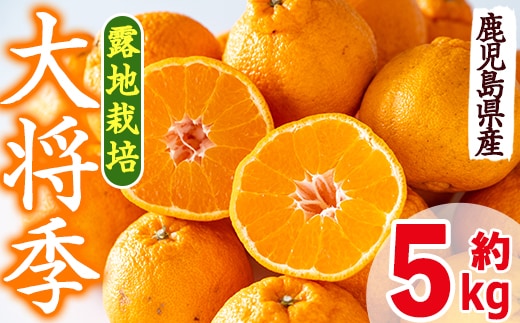 i523 ≪先行予約受付中！2027年3月上旬より順次発送予定≫鹿児島県出水市特産！＜露地栽培＞大将季(約5kg・15～24玉) 大将季 柑橘 くだもの 鹿児島県 みかん フルーツ 旬 露地栽場 【JA鹿児島いずみ(果実課)】