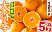 i523 ≪先行予約受付中！2027年3月上旬より順次発送予定≫鹿児島県出水市特産！＜露地栽培＞大将季(約5kg・15～24玉) 大将季 柑橘 くだもの 鹿児島県 みかん フルーツ 旬 露地栽場 【JA鹿児島いずみ(果実課)】