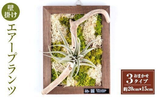 i621 エアープランツフレームタイプ(茶色) エアプランツ 壁かけ フレーム オシャレ グリーン 緑 インテリア ギフト 贈り物【kurk PLANT LEATHER】